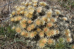 Escobaria missouriensis