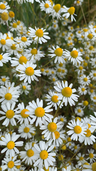 Matricaria chamomilla