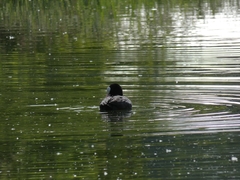 Fulica atra