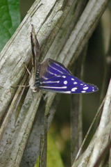 Myscelia cyaniris