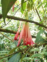 Fuchsia