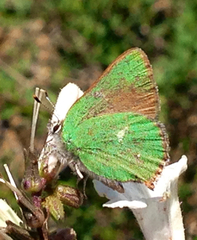 Callophrys dumetorum
