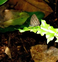 Caeruleuptychia scopulata