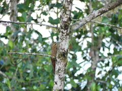 Xiphocolaptes promeropirhynchus