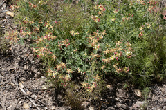 Acmispon grandiflorus grandiflorus