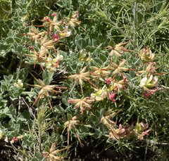Acmispon grandiflorus grandiflorus