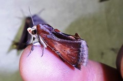 Gonodonta fulvangula