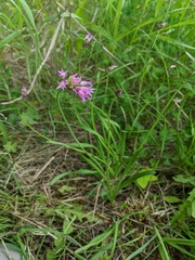 Allium brevistylum