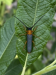 Oberea oculata