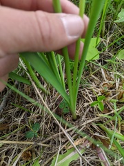 Allium brevistylum