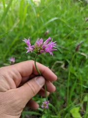 Allium brevistylum