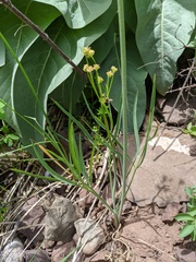 Lomatium triternatum triternatum