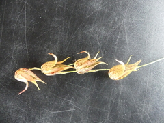 Pleurothallis bicruris