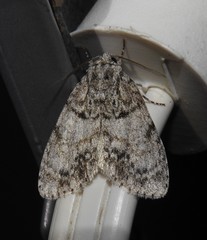 Acronicta retardata