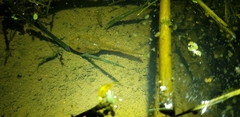 Lithobates catesbeianus