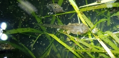 Hyla japonica