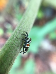 Nycerella delecta