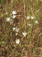 Triteleia peduncularis