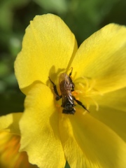 Trigona fulviventris