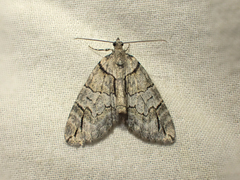 Hydriomena divisaria