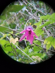 Passiflora rogitamensis