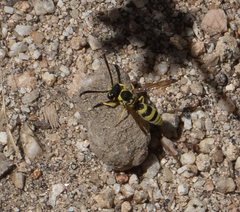 Pterocheilus