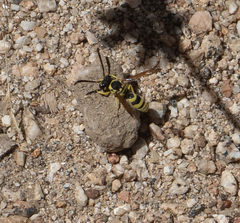 Pterocheilus