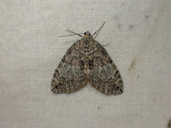 Hydriomena renunciata