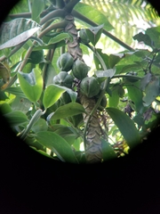 Vasconcellea pubescens