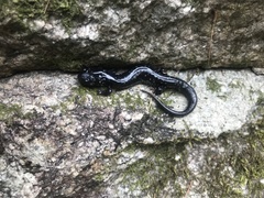 Plethodontinae