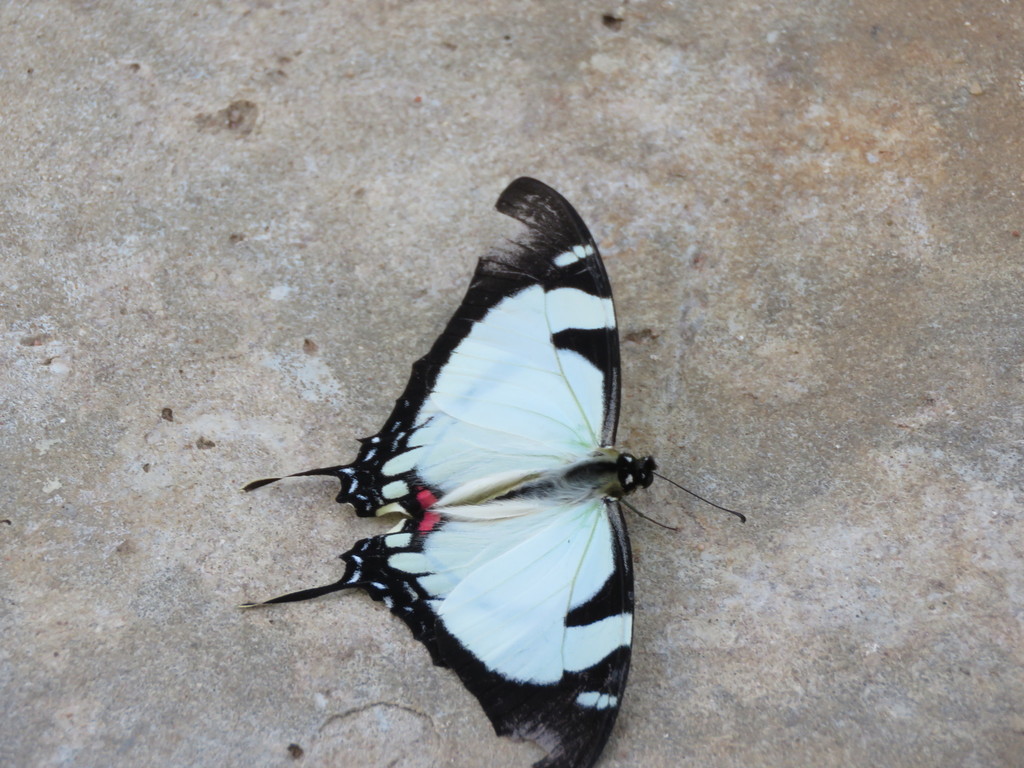 Eurytides callias