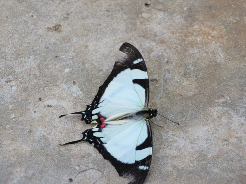 Eurytides callias