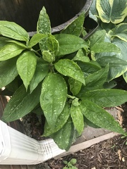 Hybanthus concolor