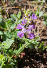 Collinsia