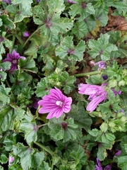 Malva sylvestris