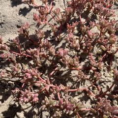 Portulaca hereroensis image