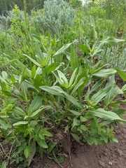 Rudbeckia occidentalis