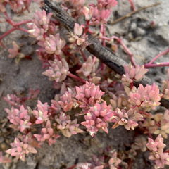 Portulaca hereroensis image