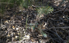 Pinus quadrifolia