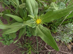 Rudbeckia occidentalis