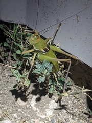 Pediodectes haldemanii