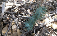 Pinus quadrifolia