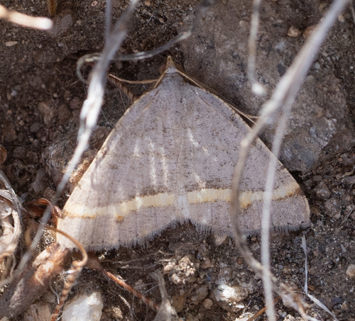 Macaria guenearia