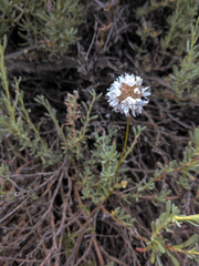 Gilia capitata abrotanifolia