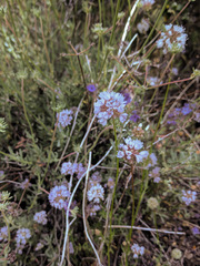 Gilia capitata abrotanifolia