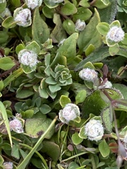 Aceria thomasi