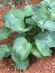 Hosta