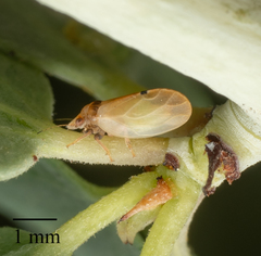 Nyctiphalerus vermiculosus