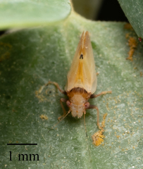 Nyctiphalerus vermiculosus