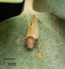 Nyctiphalerus vermiculosus